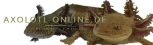Die beste Infoseite zum Axolotl!