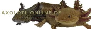 Das Forum zum Axolotl!
