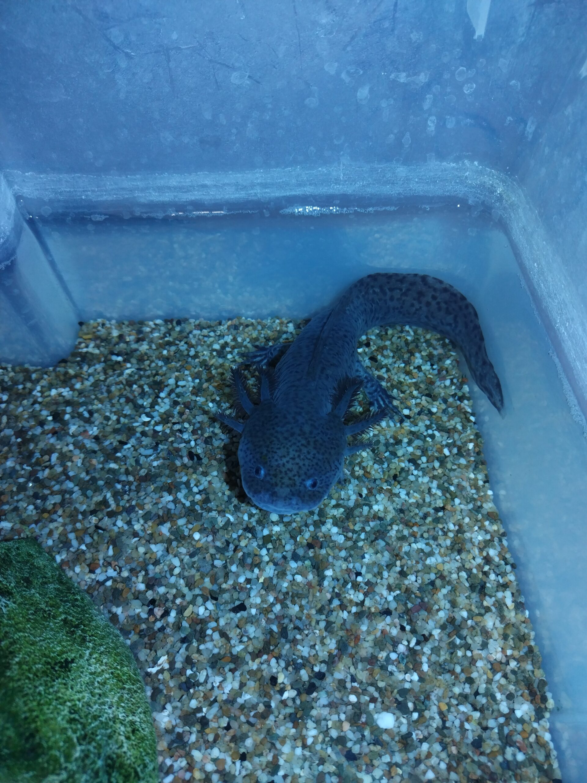 Verkaufe Nachzucht-Axolotl:)