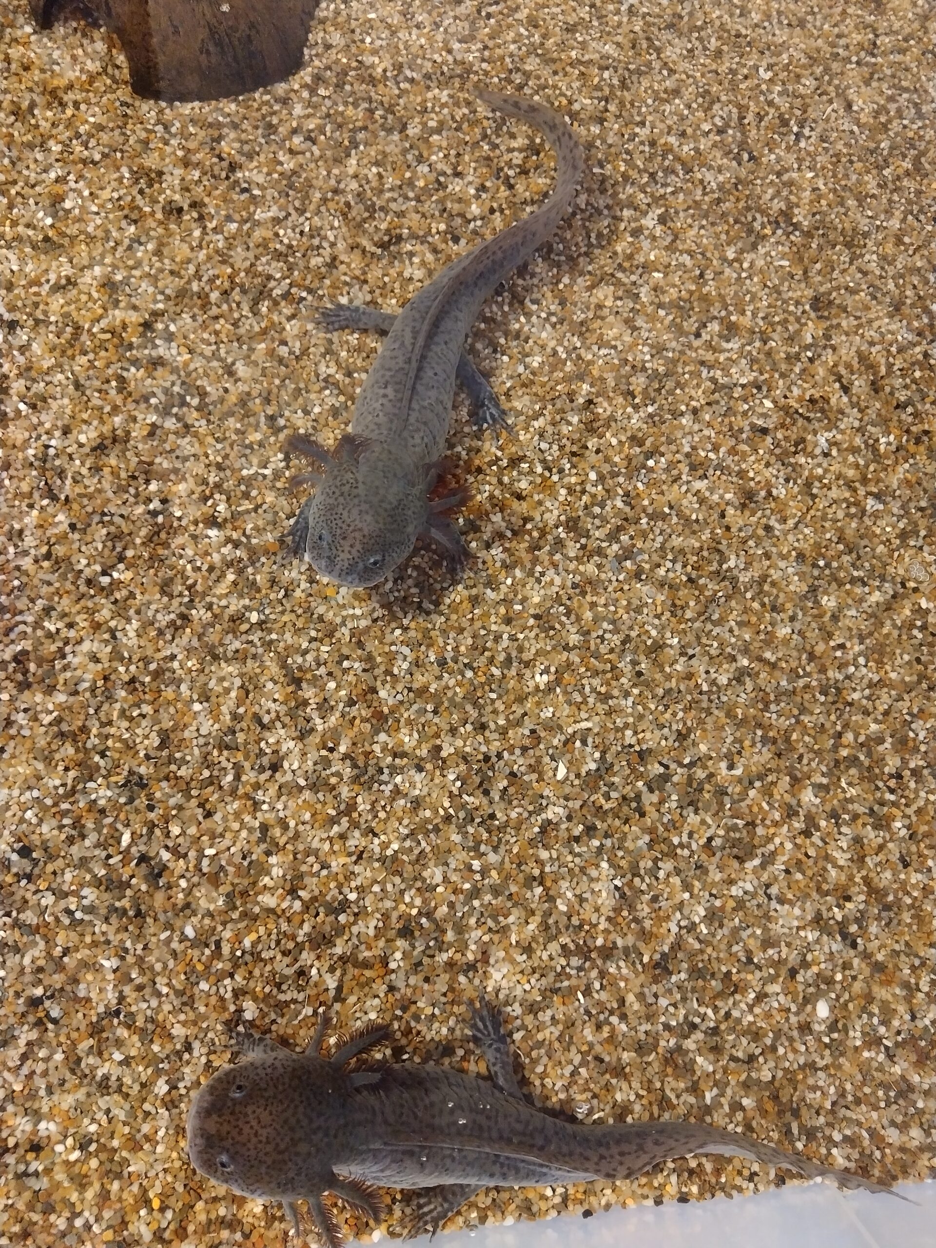 Verkaufe Nachzucht-Axolotl:)