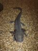 Verkaufe Nachzucht-Axolotl:)