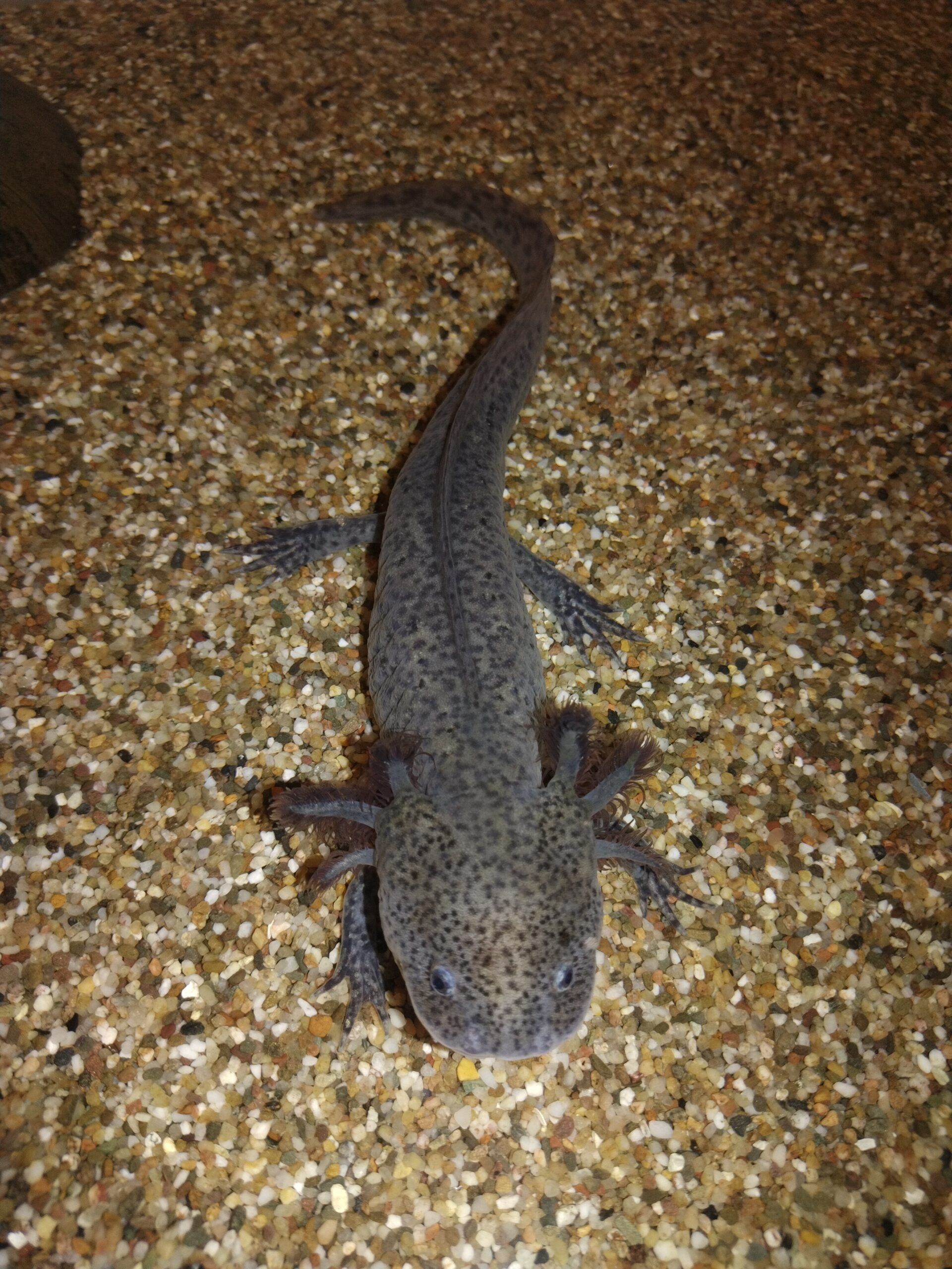 Verkaufe Nachzucht-Axolotl:)