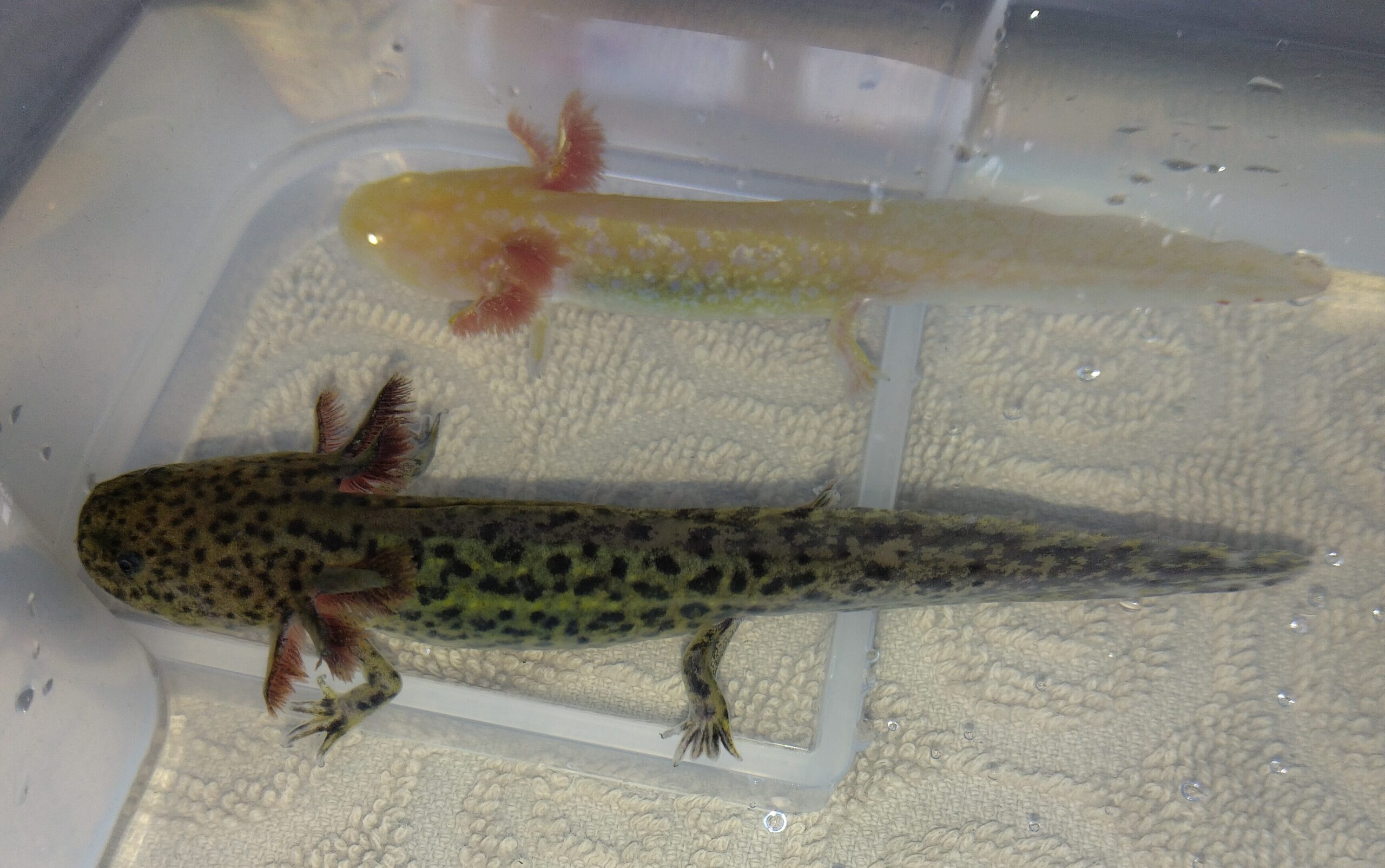 Axolotl Jungtiere Wildling und Goldalbino