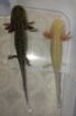 Axolotl Jungtiere Wildling und Goldalbino