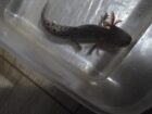 8 junge Axolotl zu verkaufen