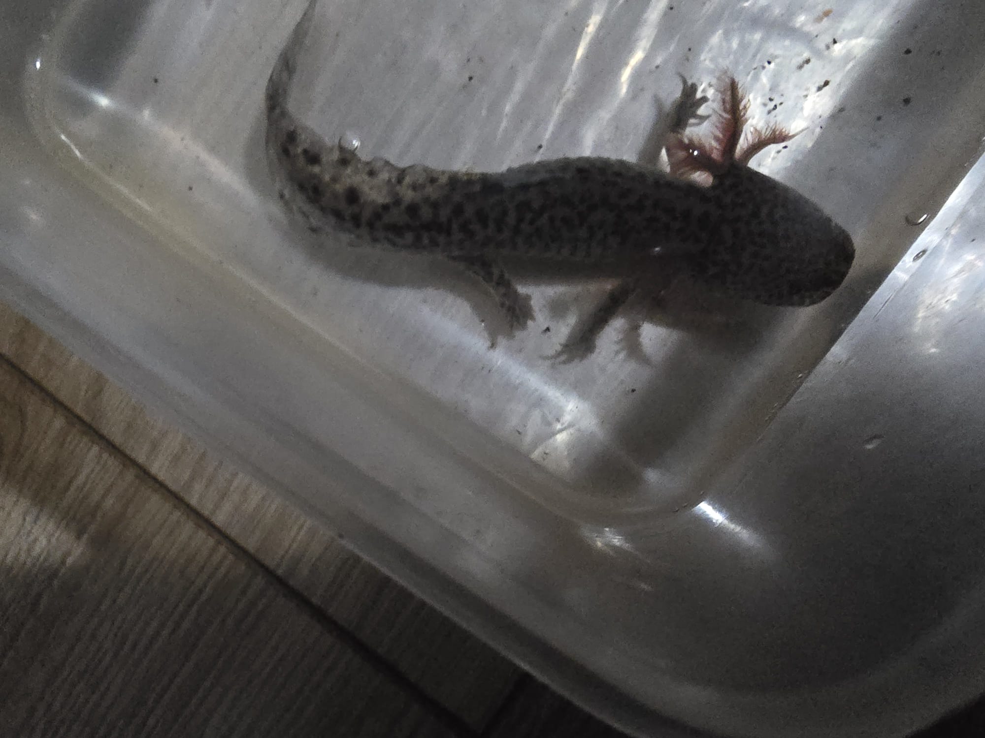 8 junge Axolotl zu verkaufen