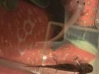 8 junge Axolotl zu verkaufen