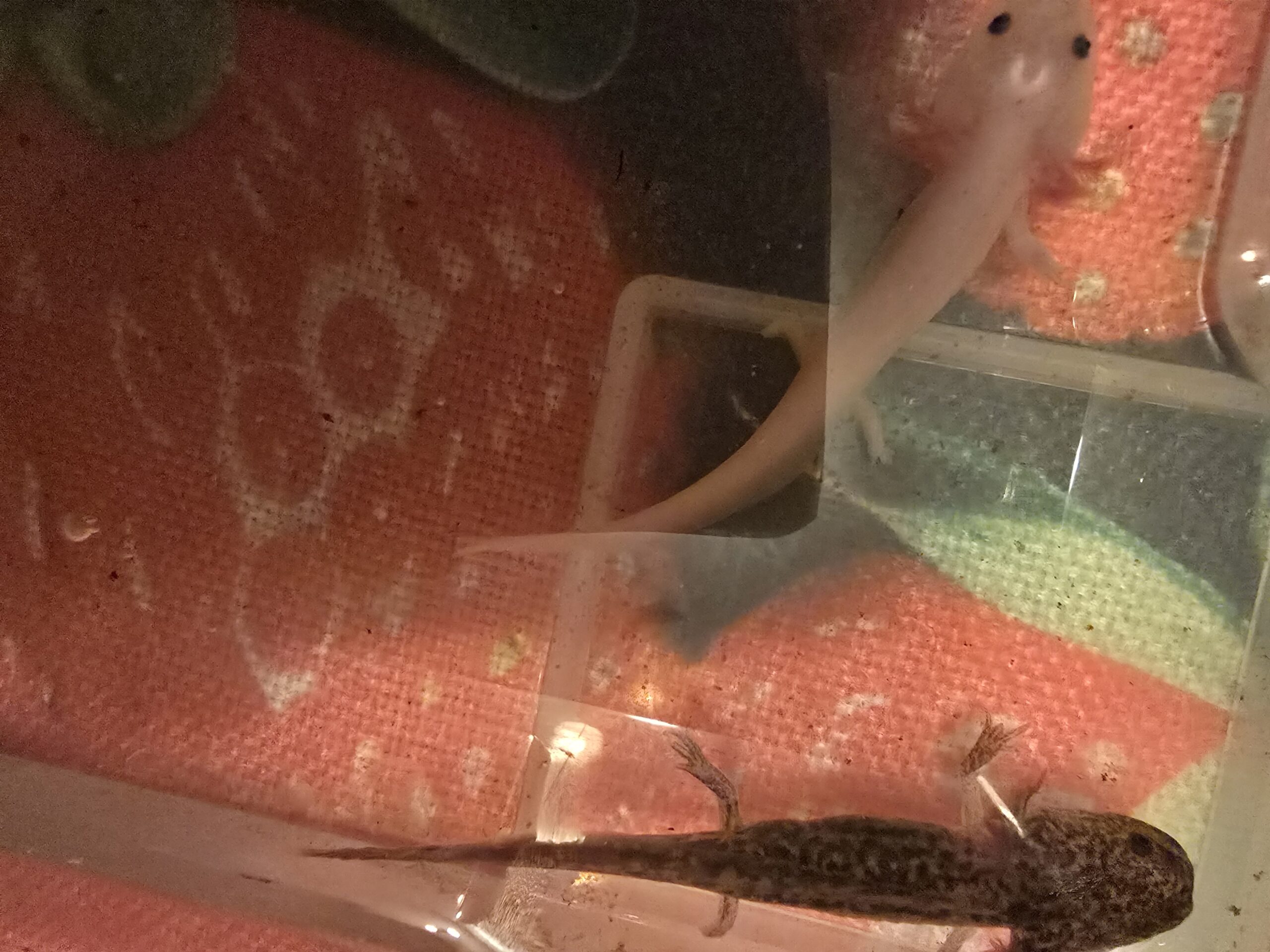 8 junge Axolotl zu verkaufen