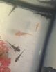 Axolotl geb 16.05.2026