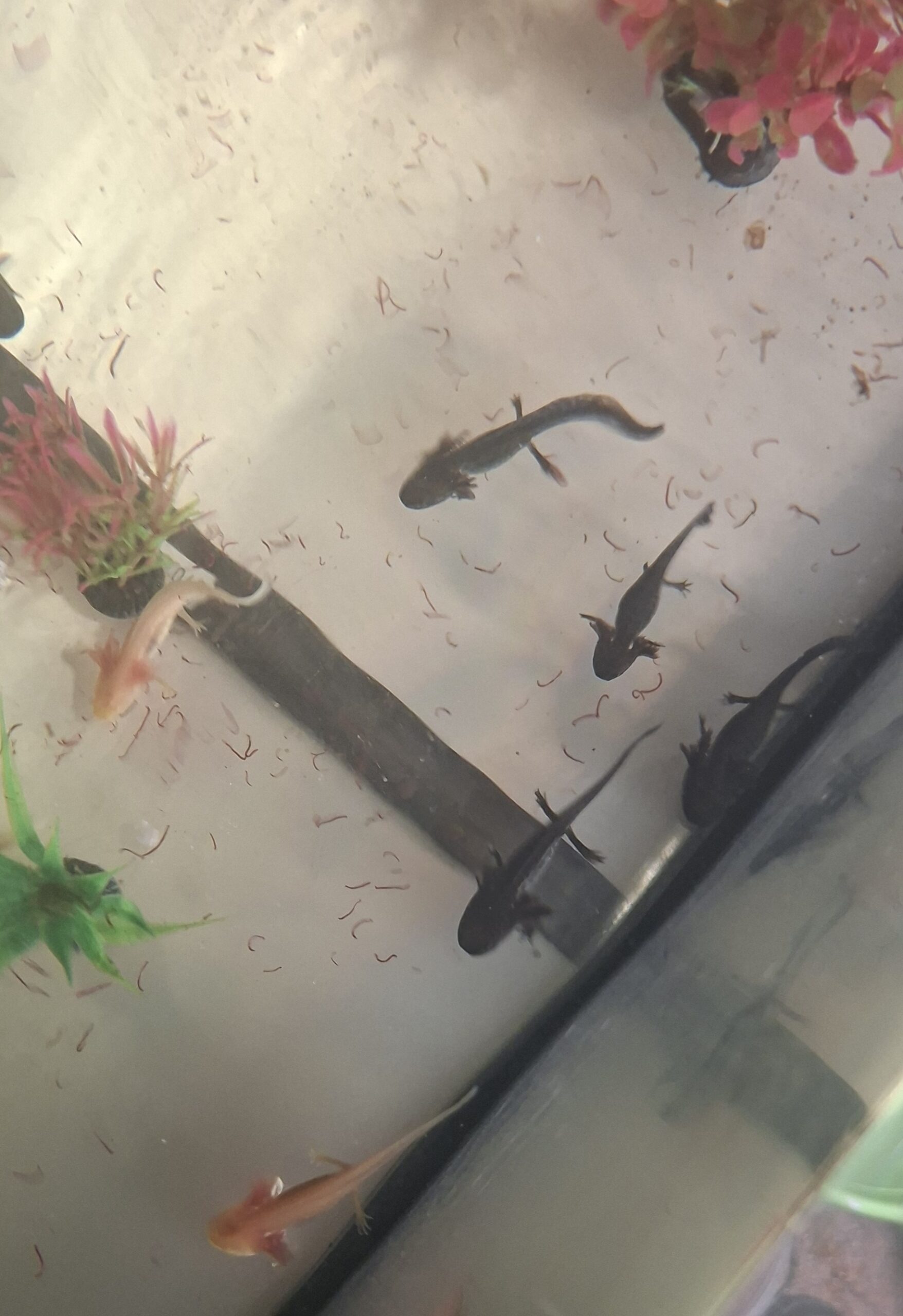 Axolotl geb 16.05.2026