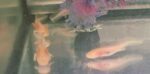 Axolotl geb 16.05.2026