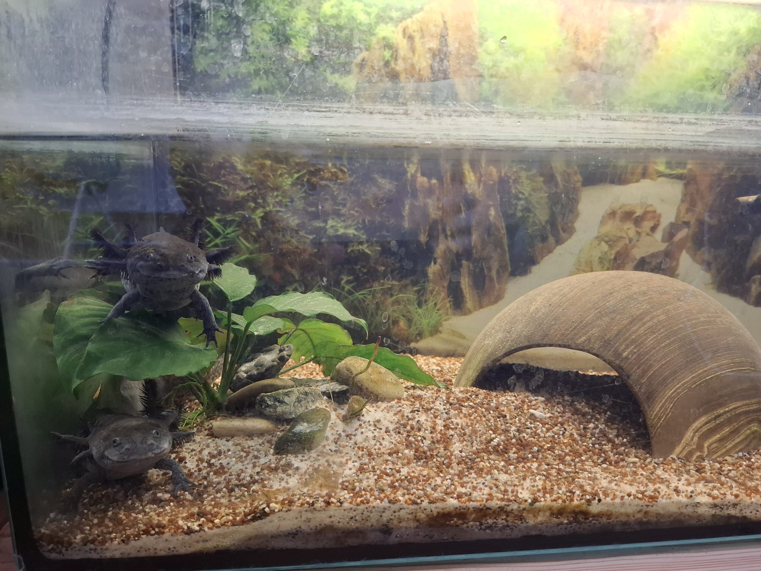 Verkaufe Nachzucht-Axolotl:)