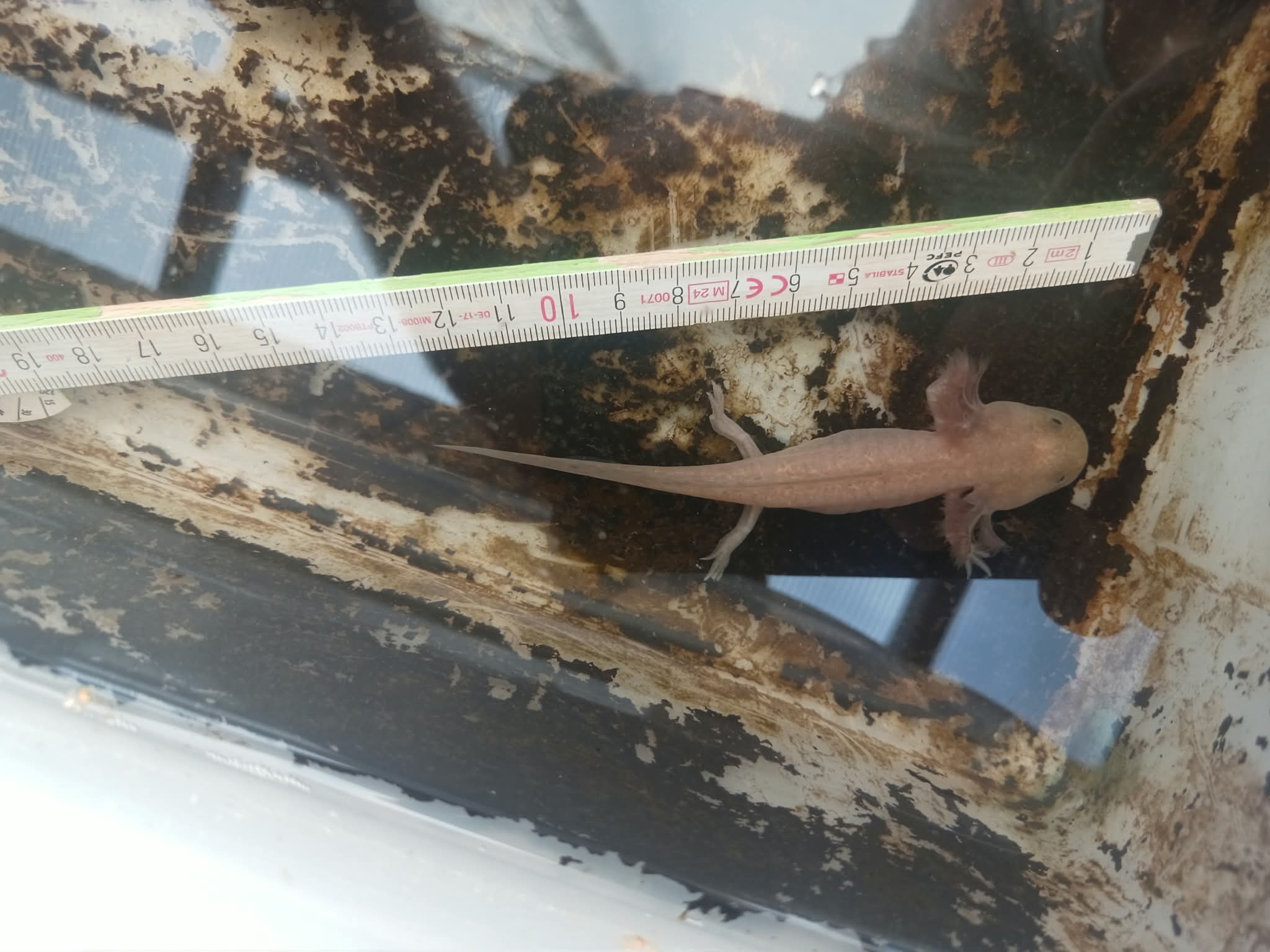 Axolotl Nachwuchs