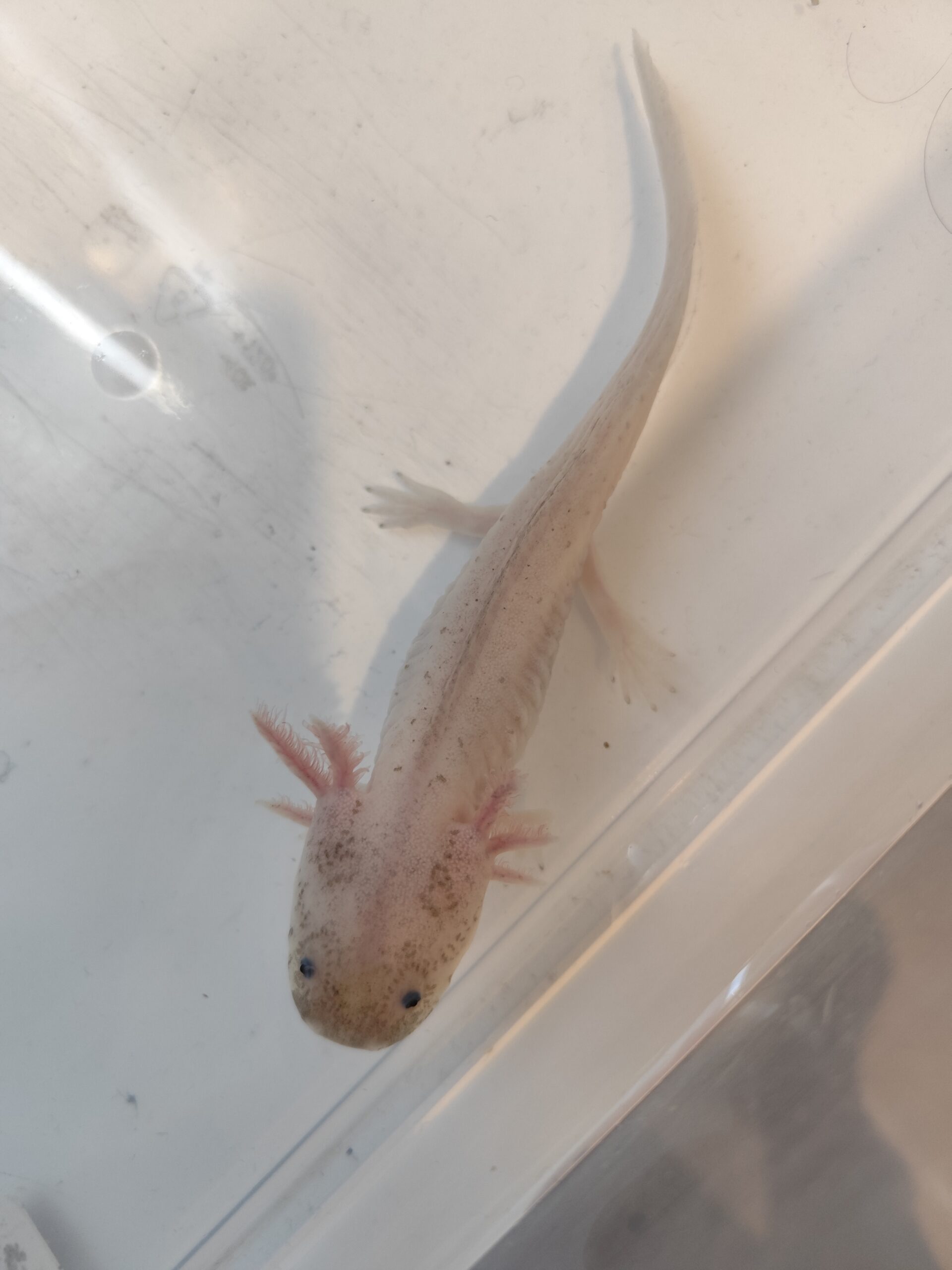 Axolotl Harlekin