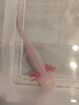 Axolotl Albino Jungtier
