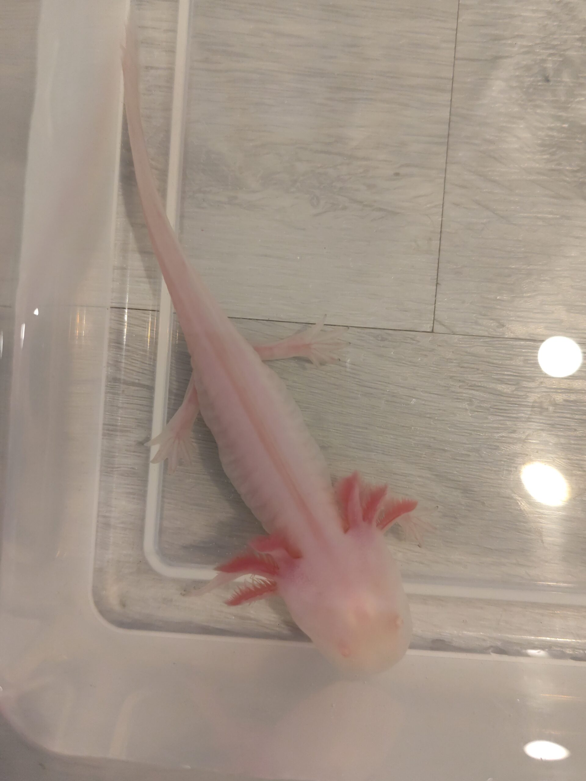 Axolotl Albino Jungtier
