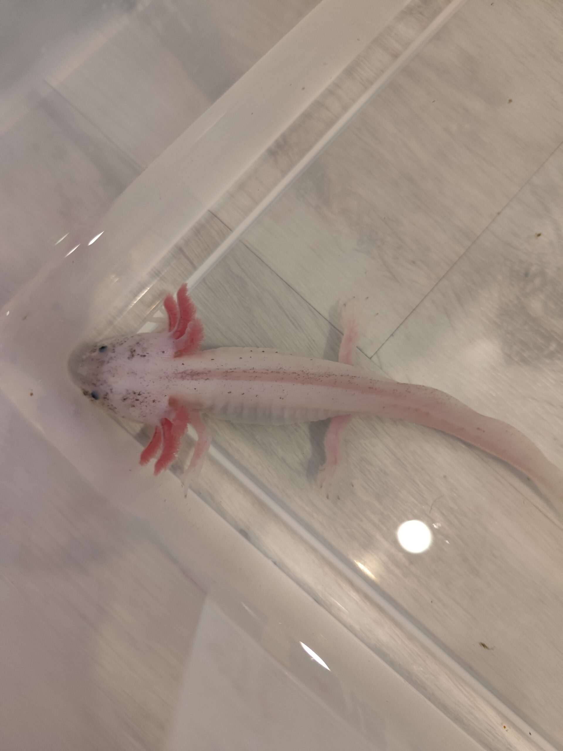Axolotl Harlekin