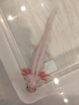 Axolotl Harlekin