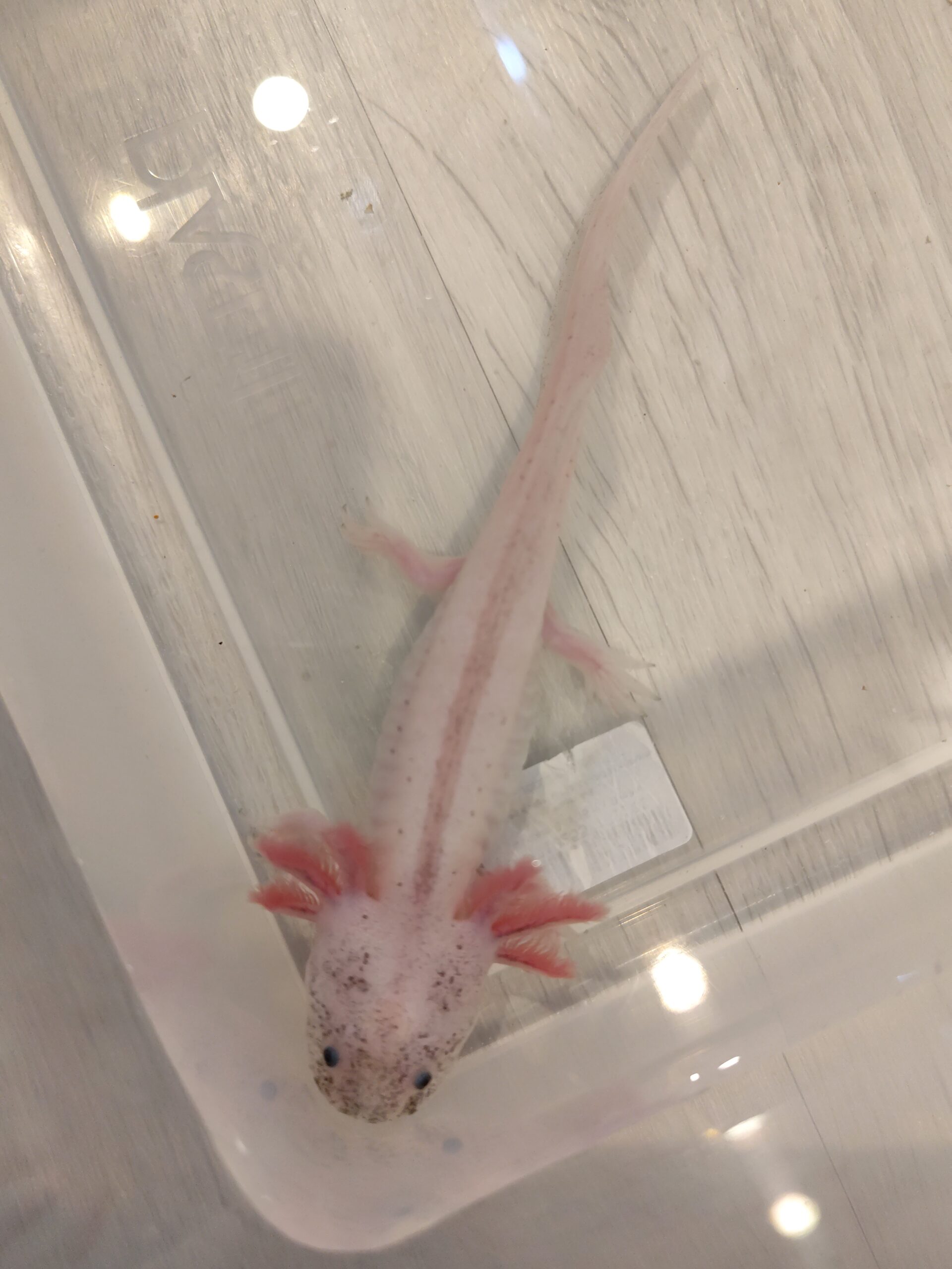 Axolotl Harlekin
