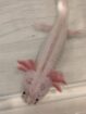 Axolotl Harlekin