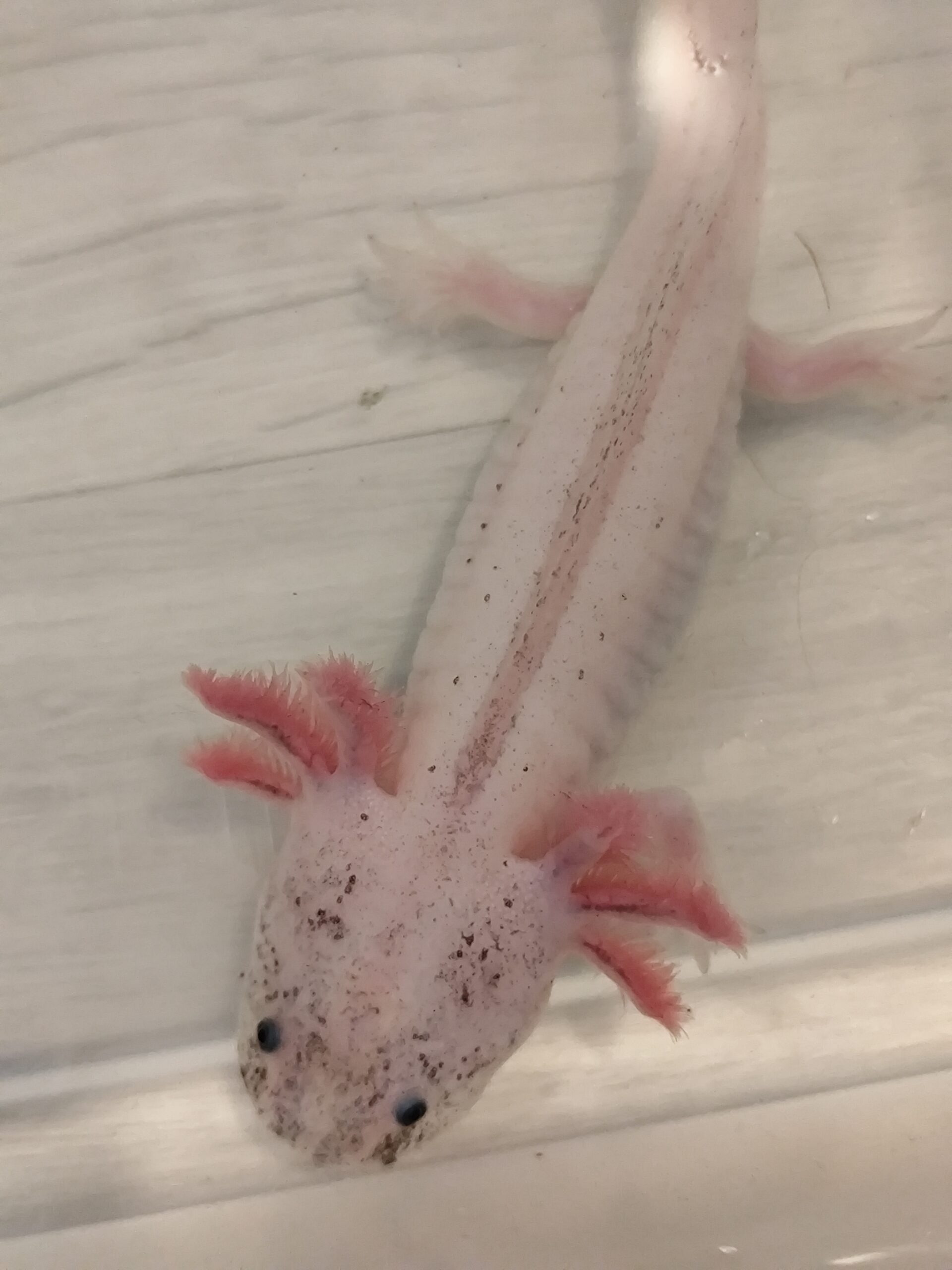 Axolotl Harlekin