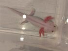 Axolotl Weißling