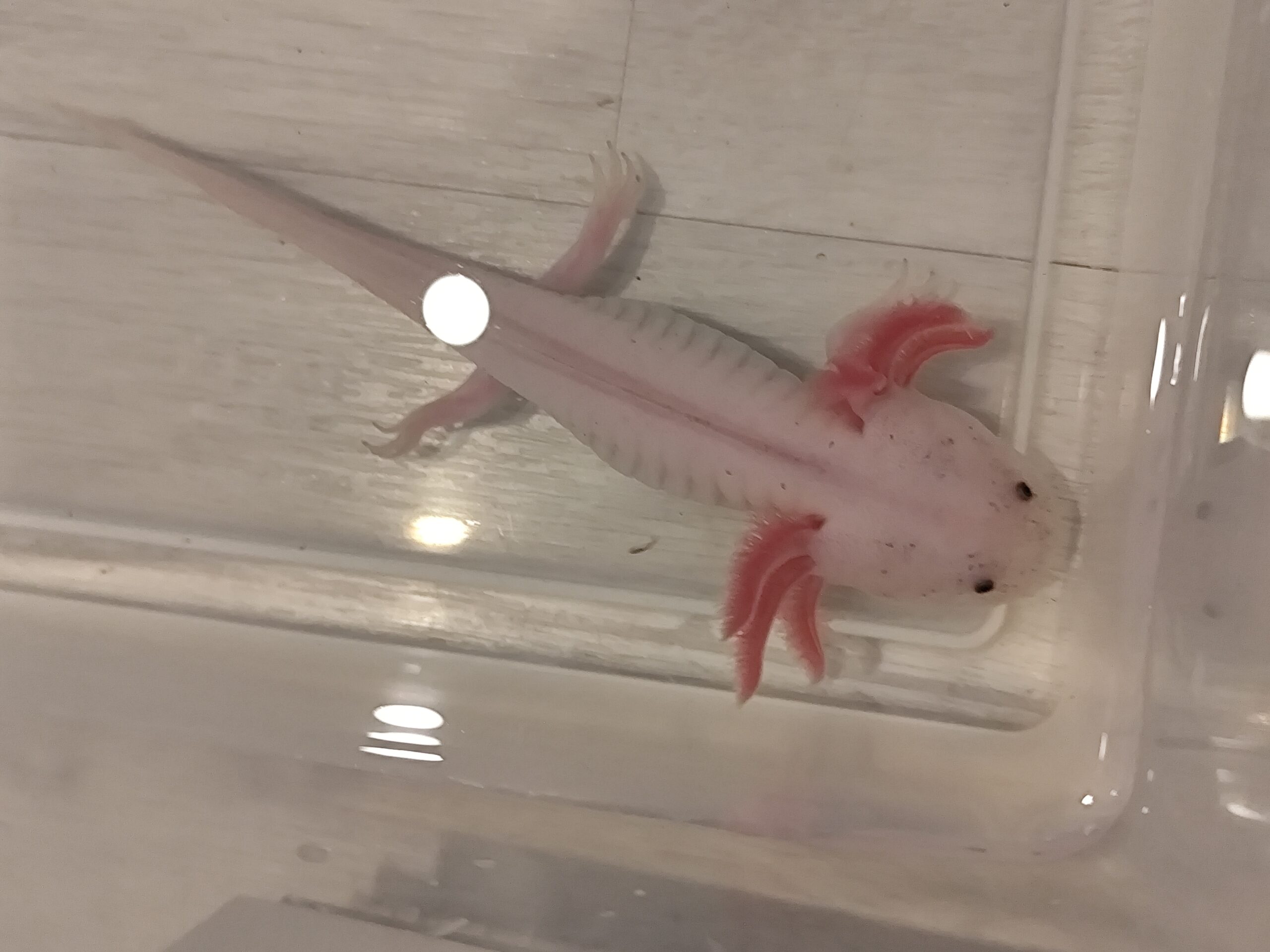 Axolotl Weißling