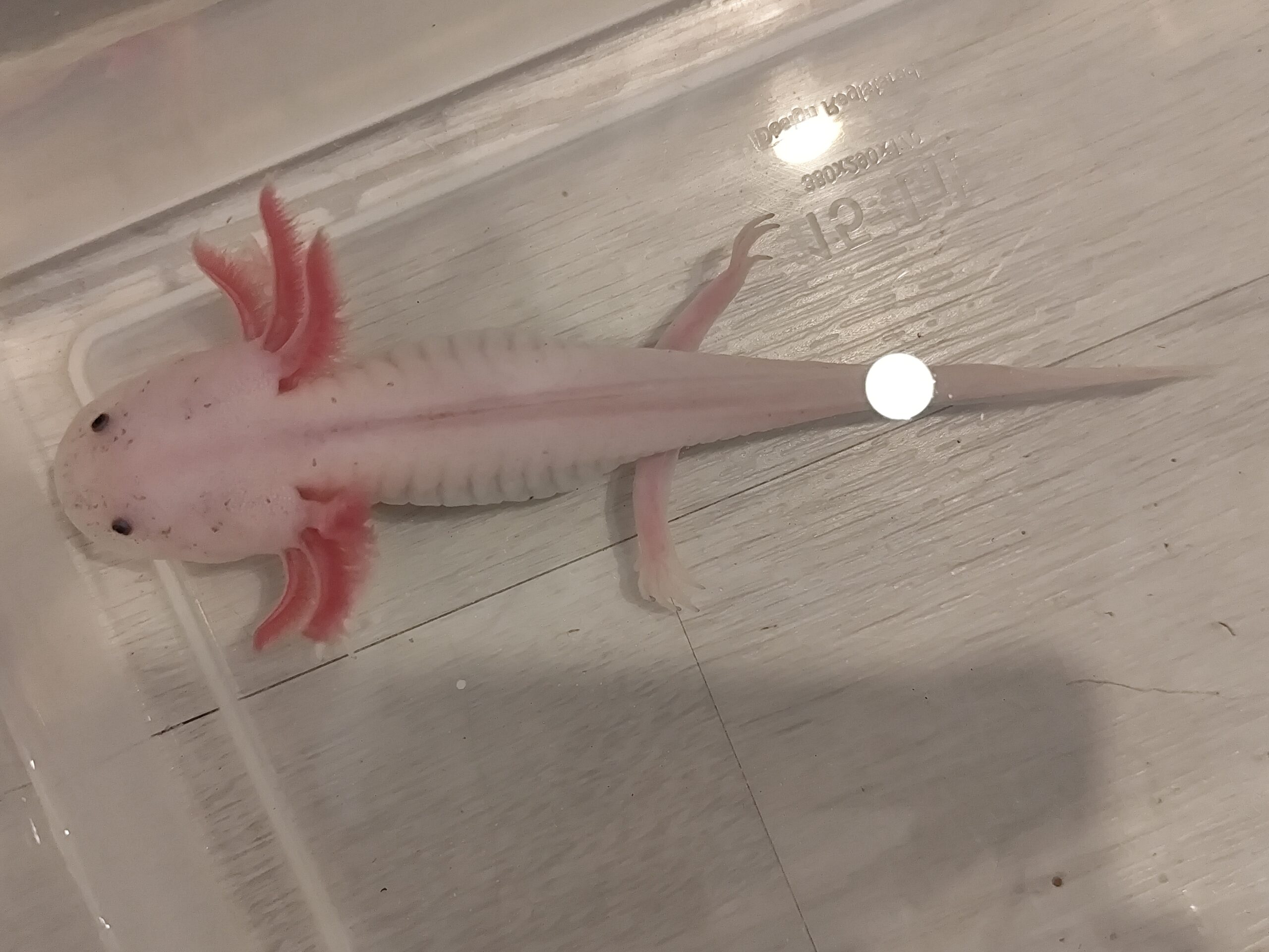 Axolotl Weißling