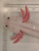 Axolotl Weißling