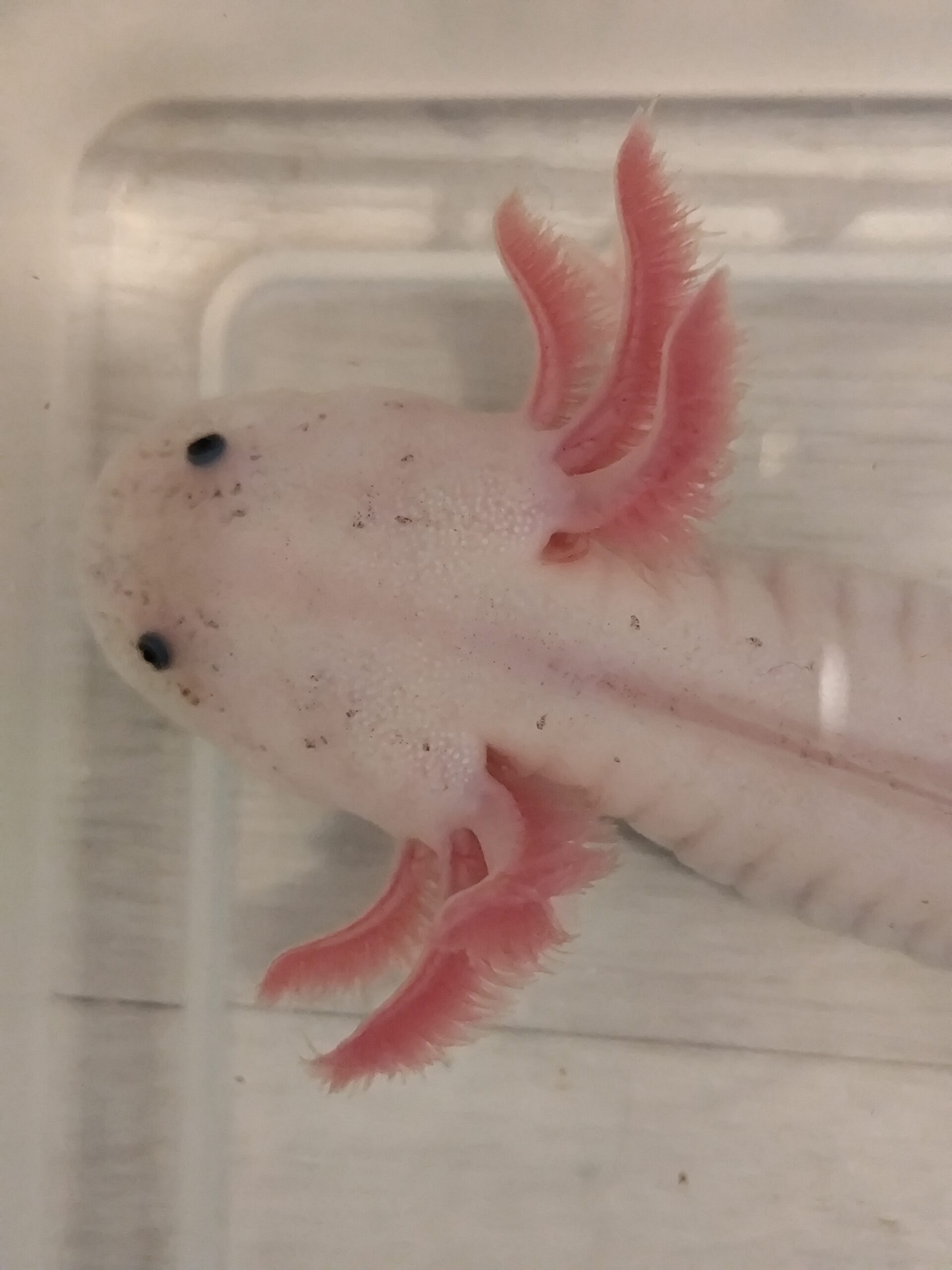 Axolotl Weißling