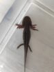 Axolotl Wildlinge