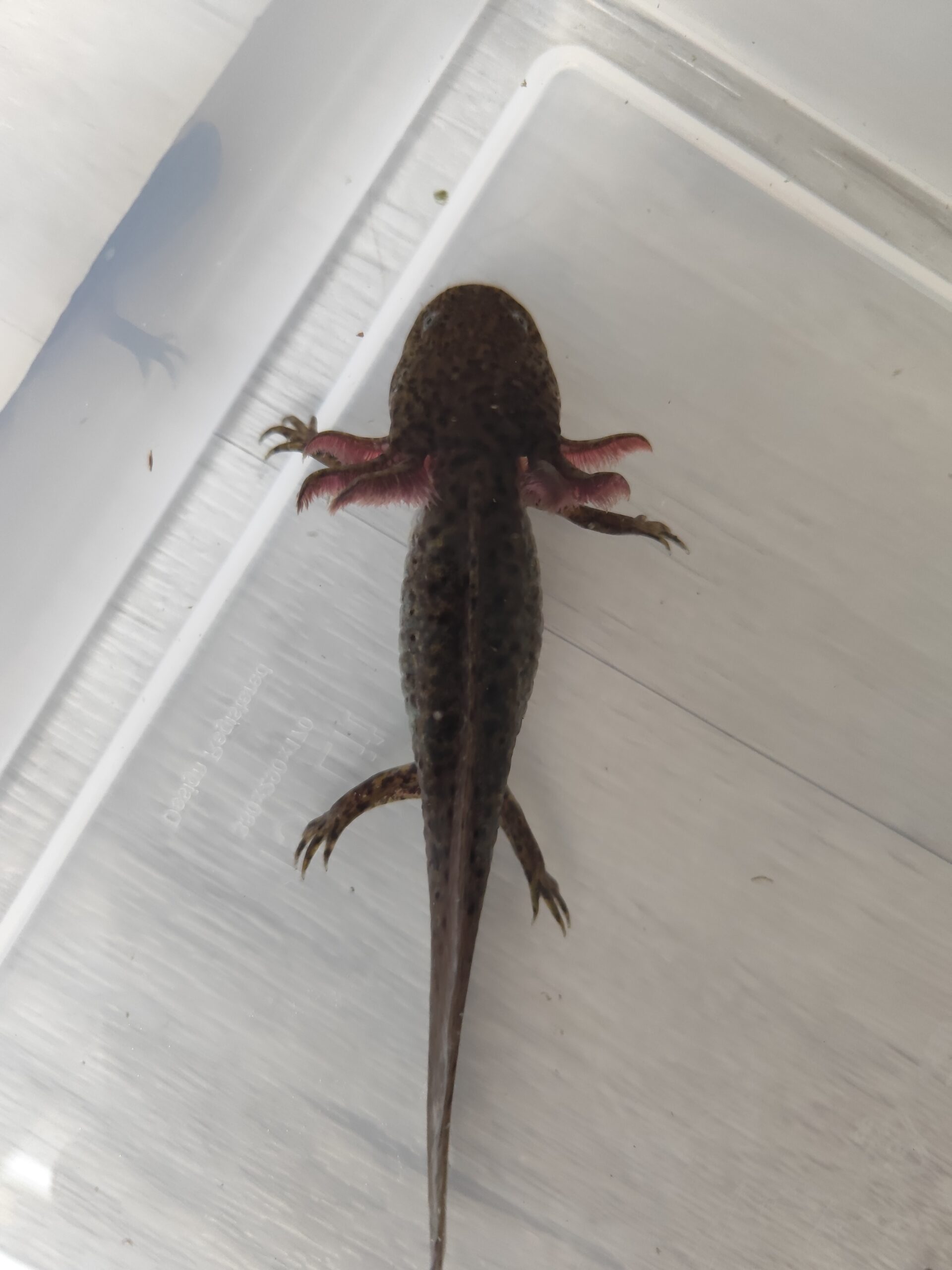 Axolotl Wildlinge