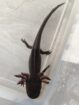 Axolotl Wildlinge