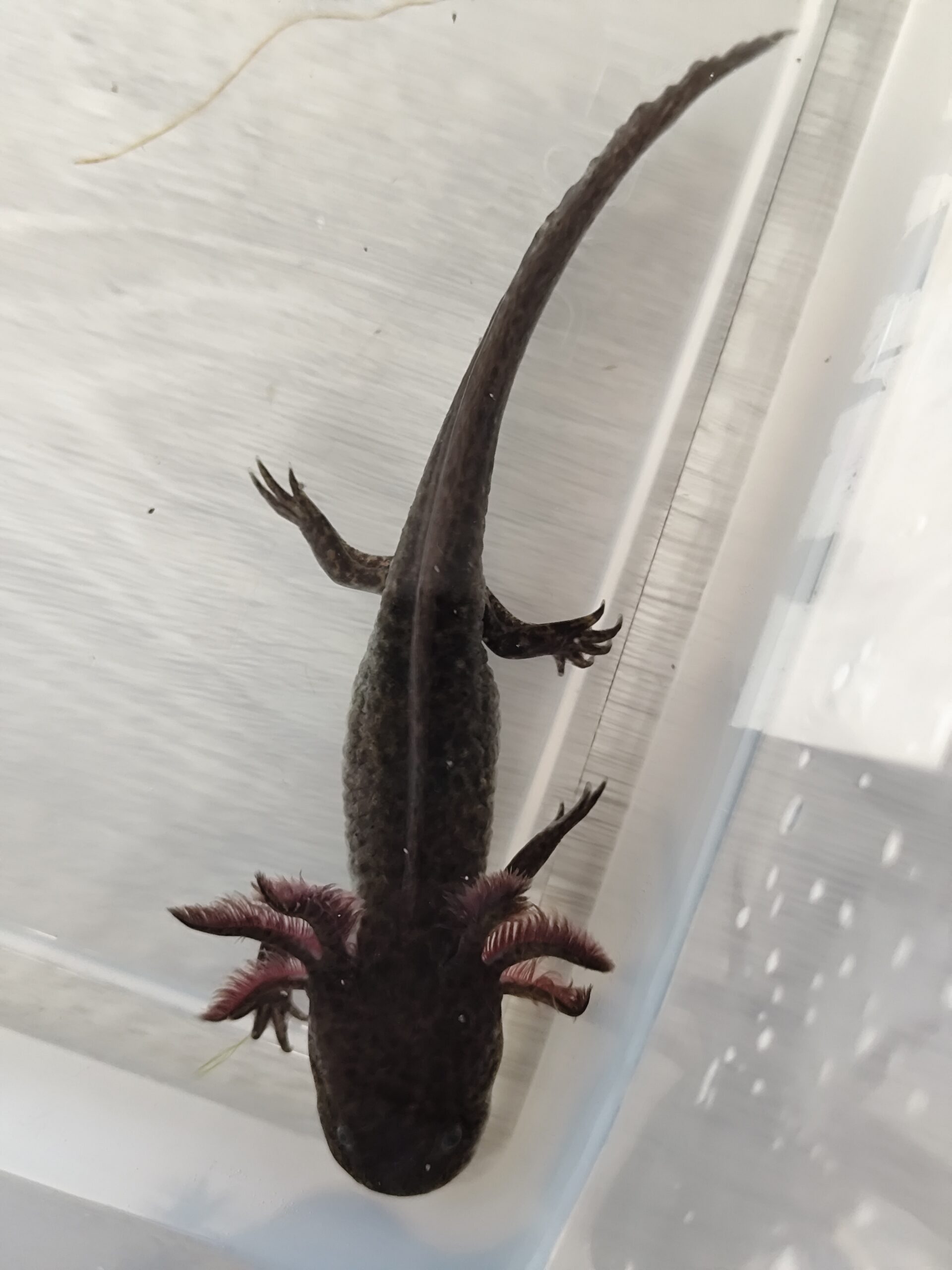 Axolotl Wildlinge