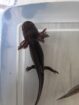 Axolotl Wildlinge