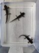 Axolotl Wildlinge