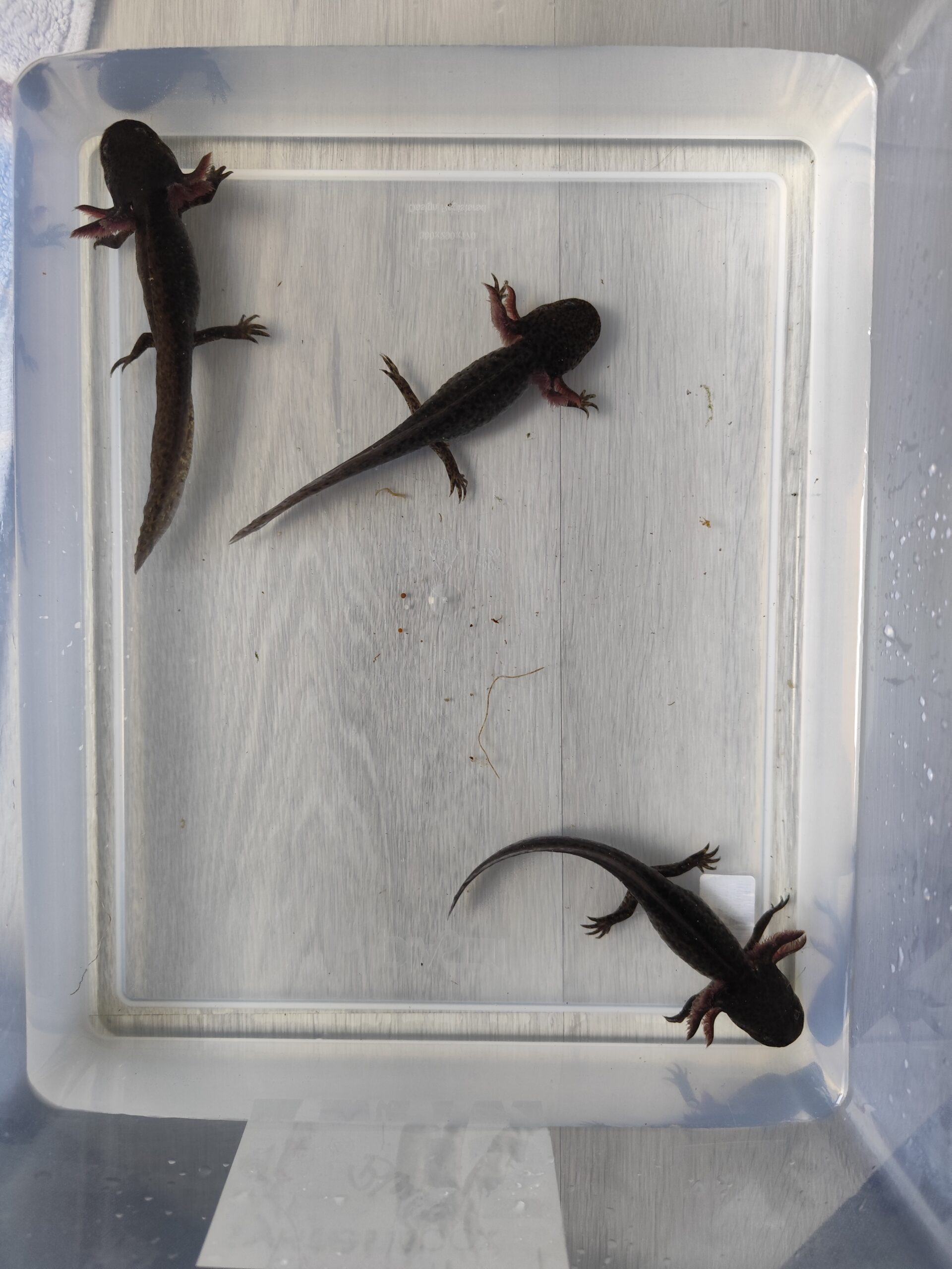 Axolotl Wildlinge