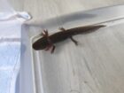 Axolotl Wildlinge