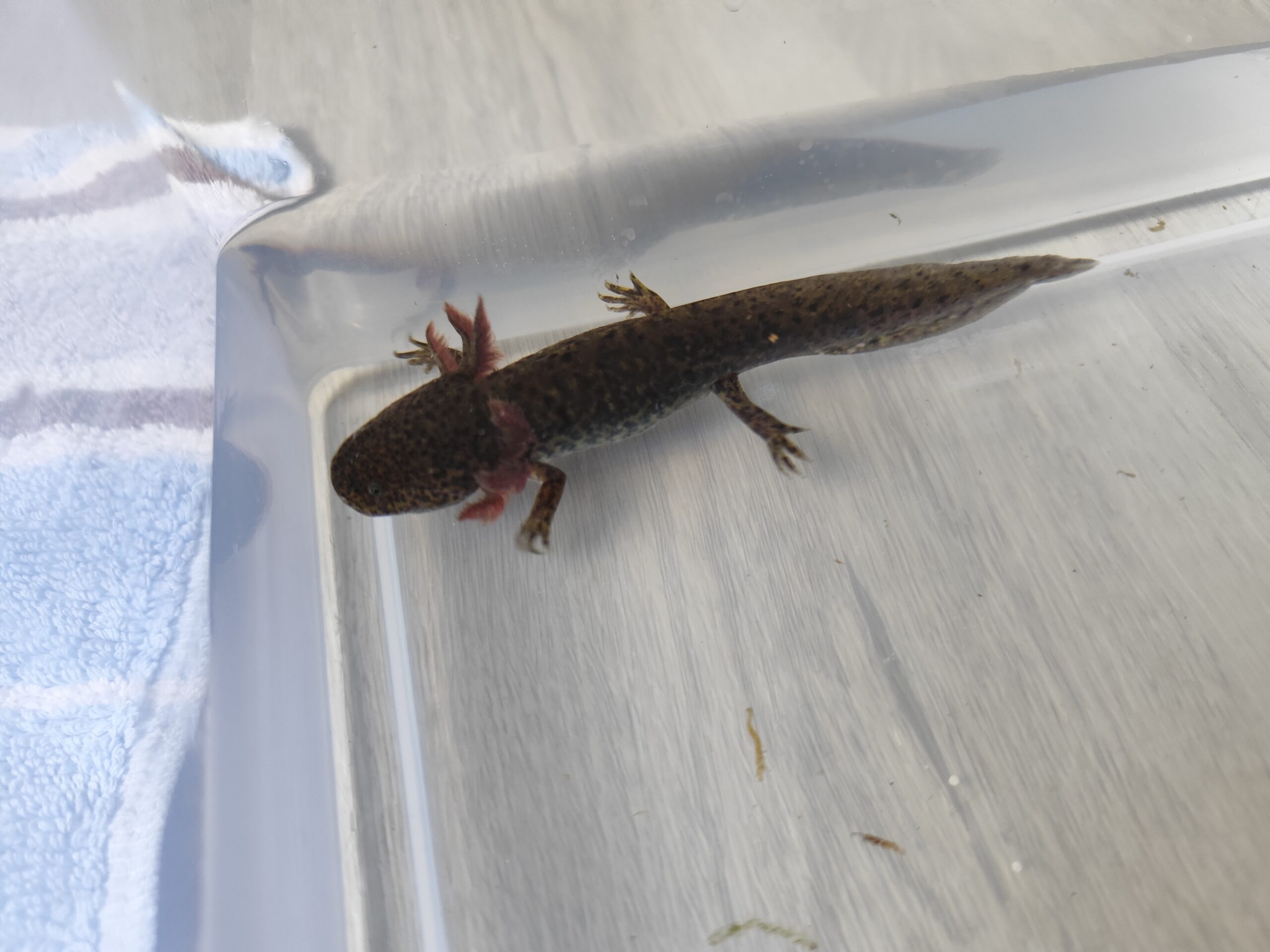 Axolotl Wildlinge
