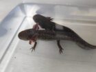 Axolotl Wildlinge