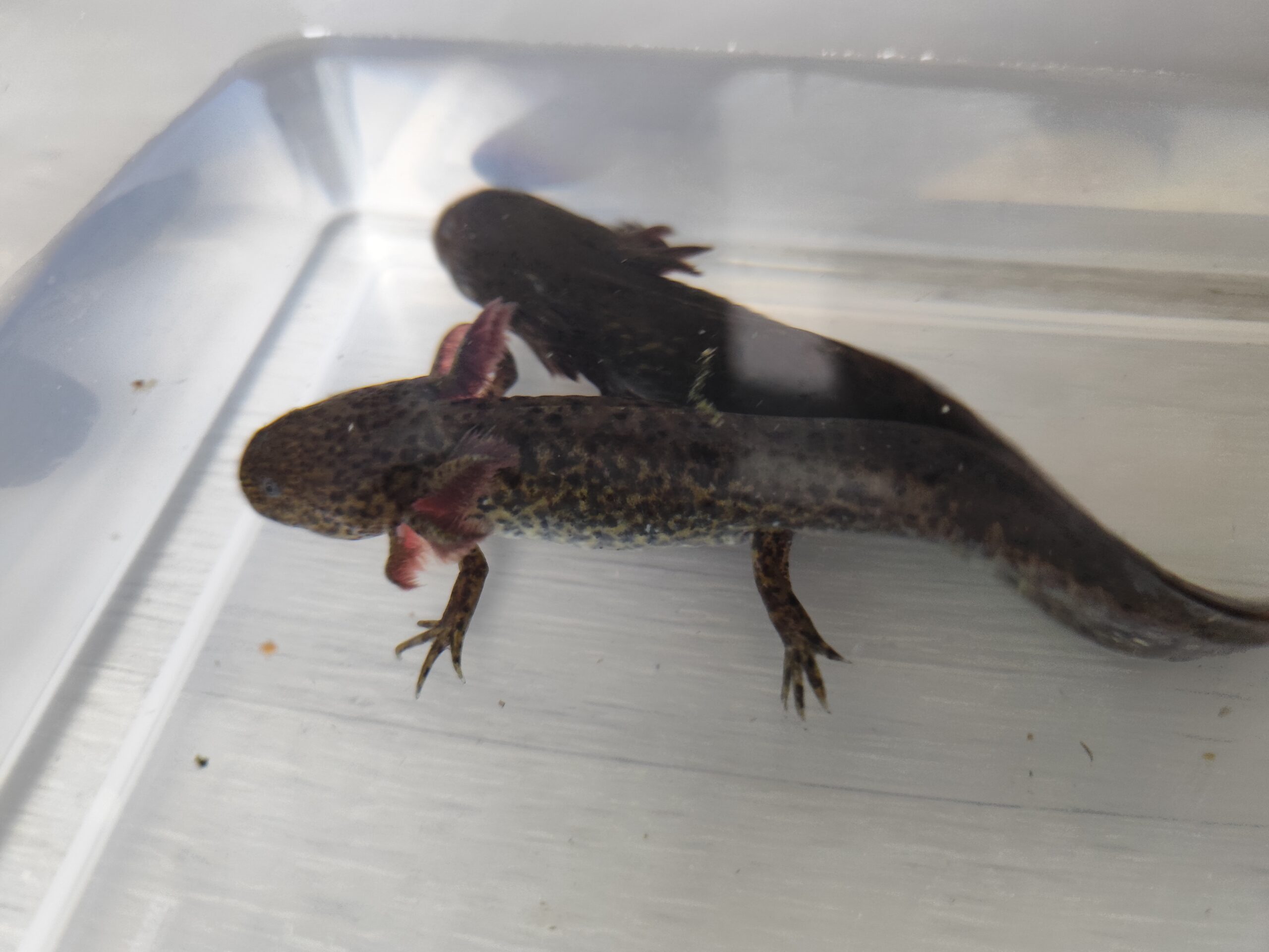 Axolotl Wildlinge