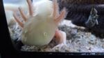 Axolotl in unterschiedlichen Farben und Größen