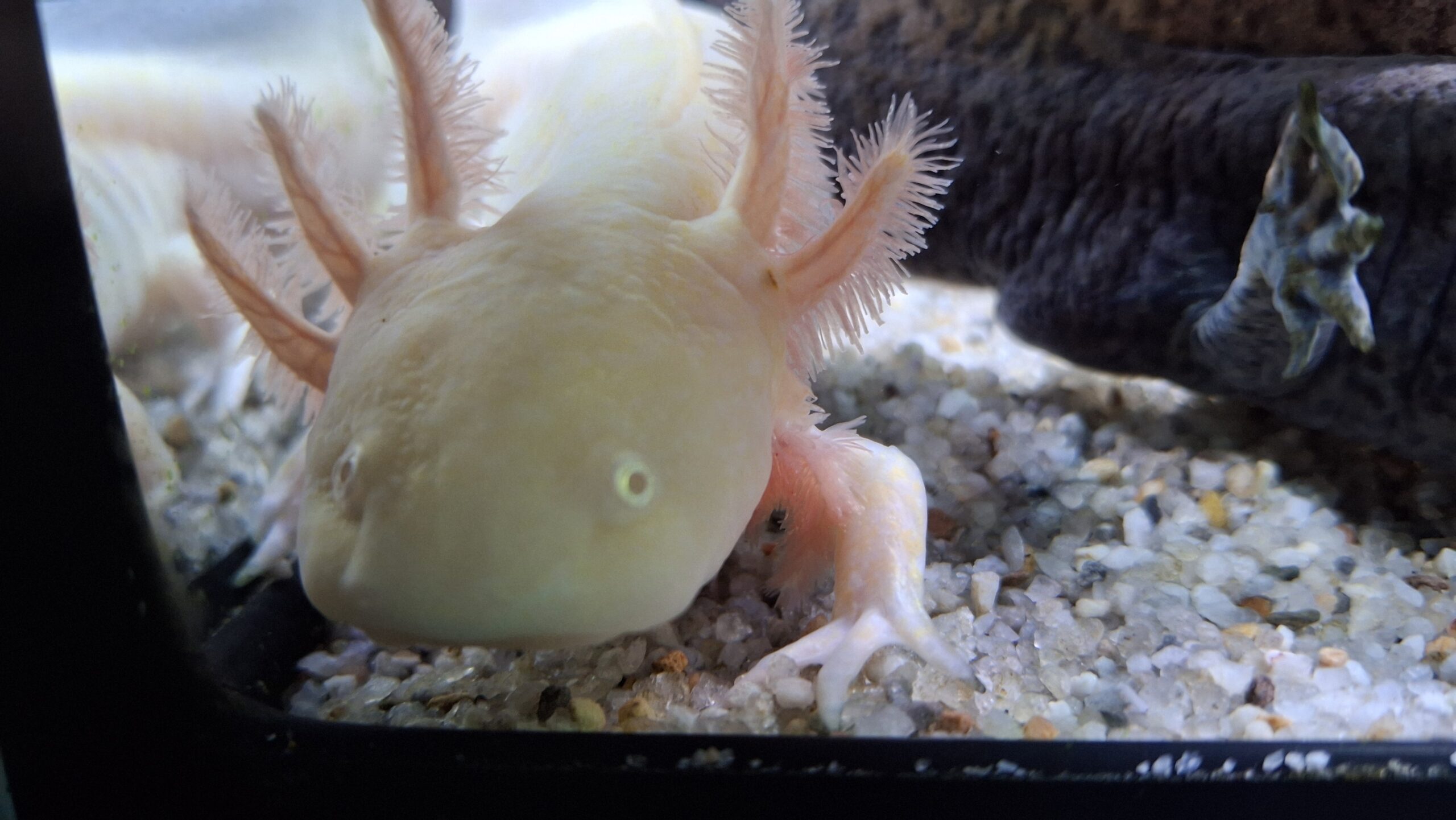 Axolotl in unterschiedlichen Farben und Größen