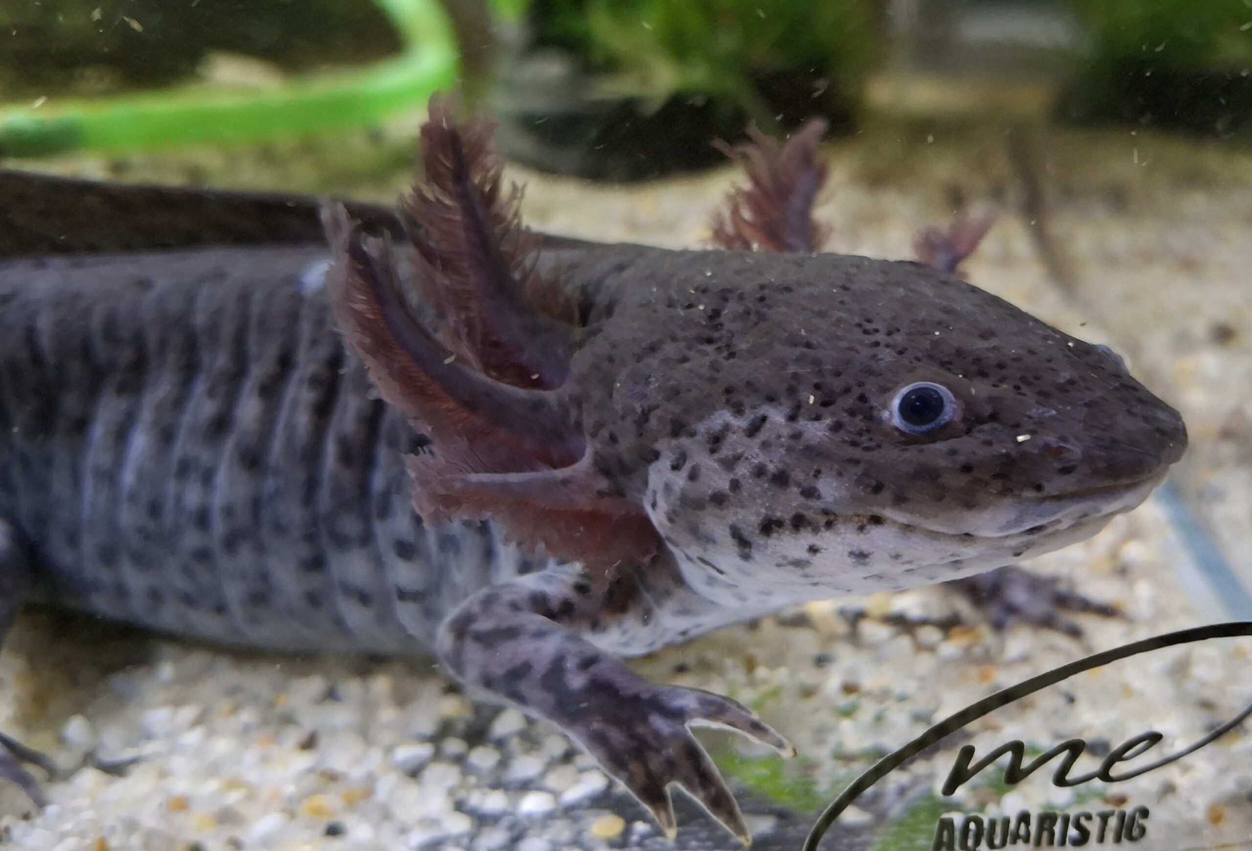 Axolotl in unterschiedlichen Farben und Größen