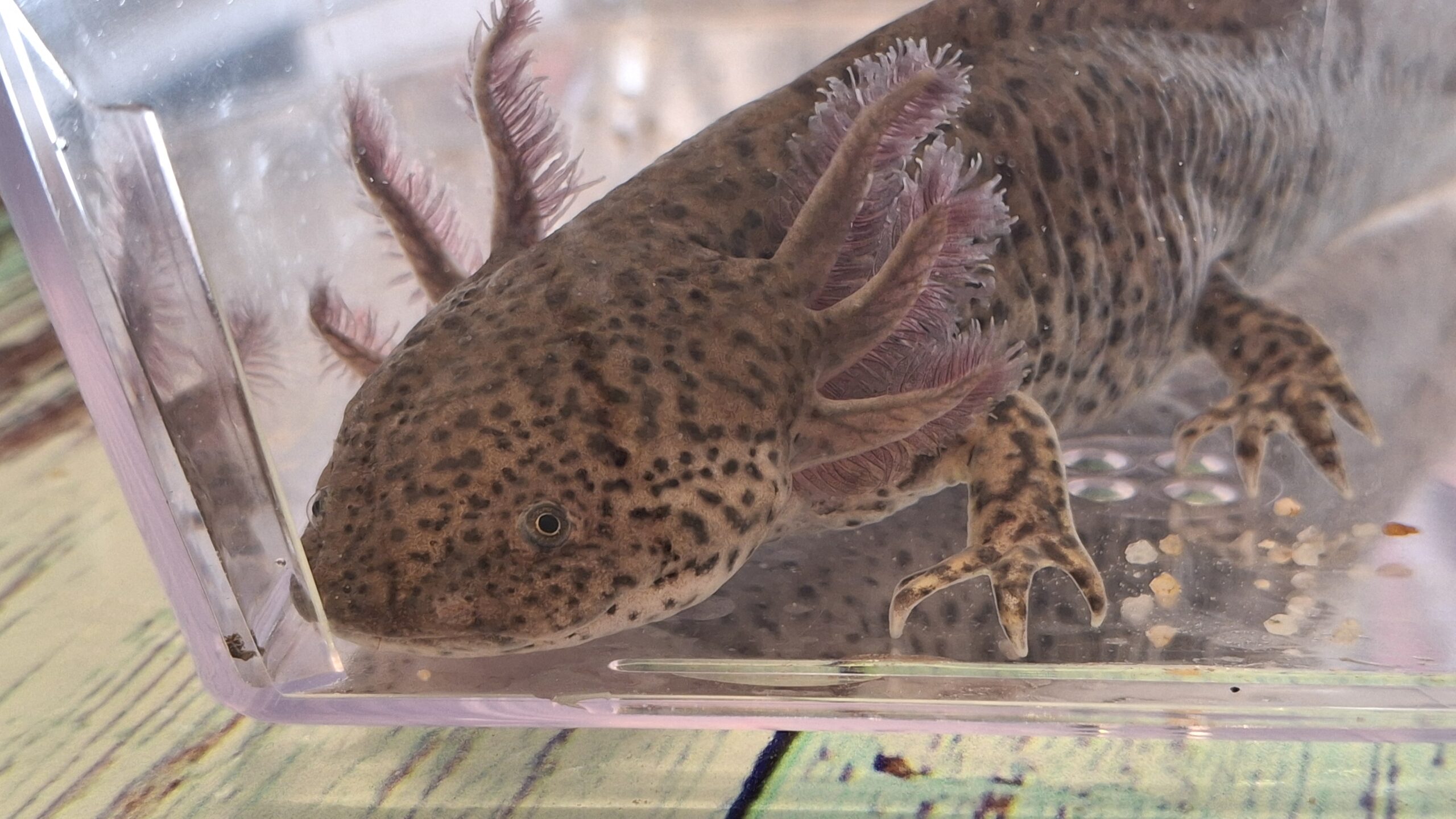 Axolotl in unterschiedlichen Farben und Größen