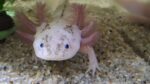 Axolotl in unterschiedlichen Farben und Größen