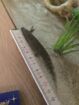 Axolotl Jungtiere Wildlinge