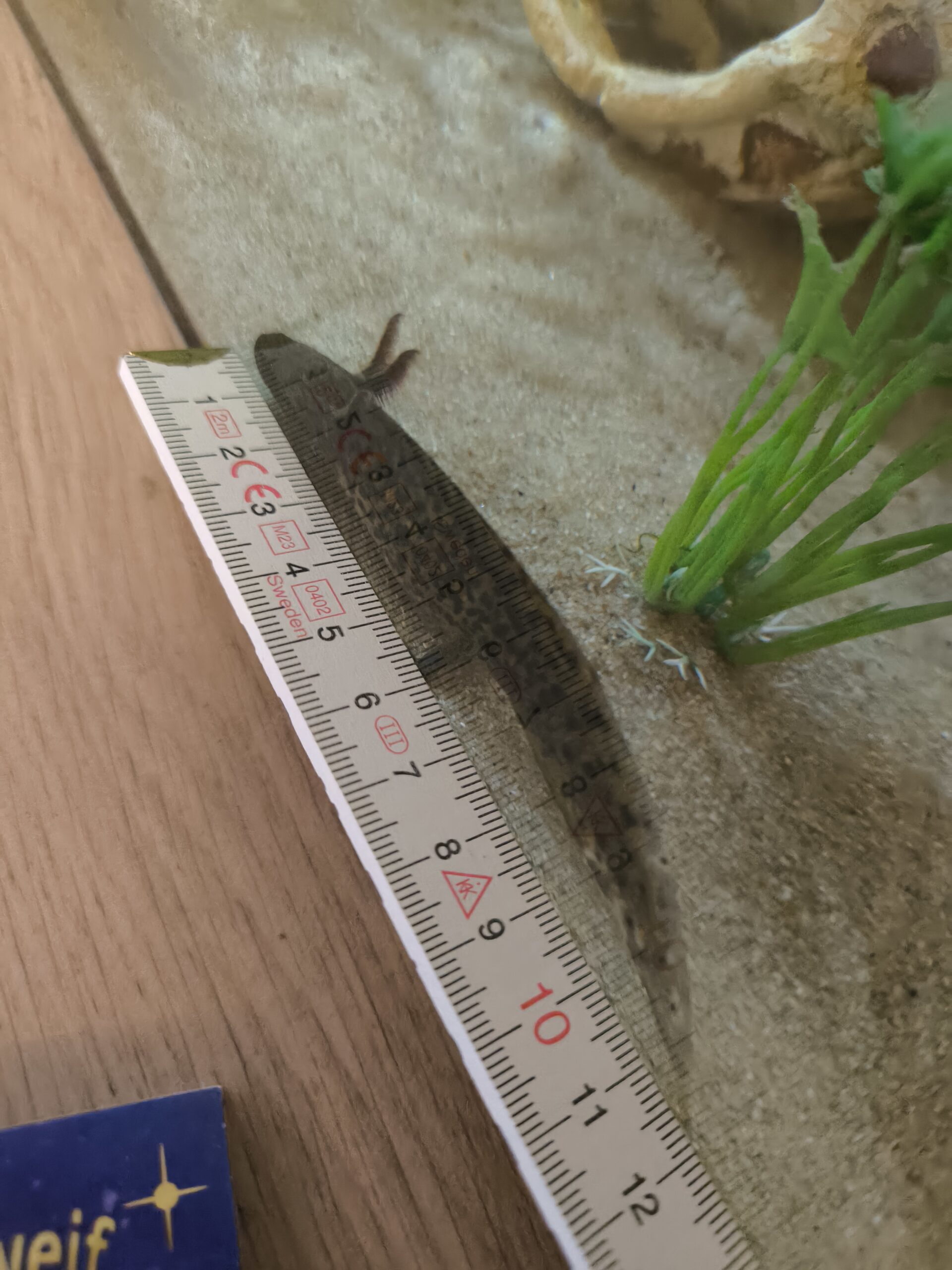Axolotl Jungtiere Wildlinge