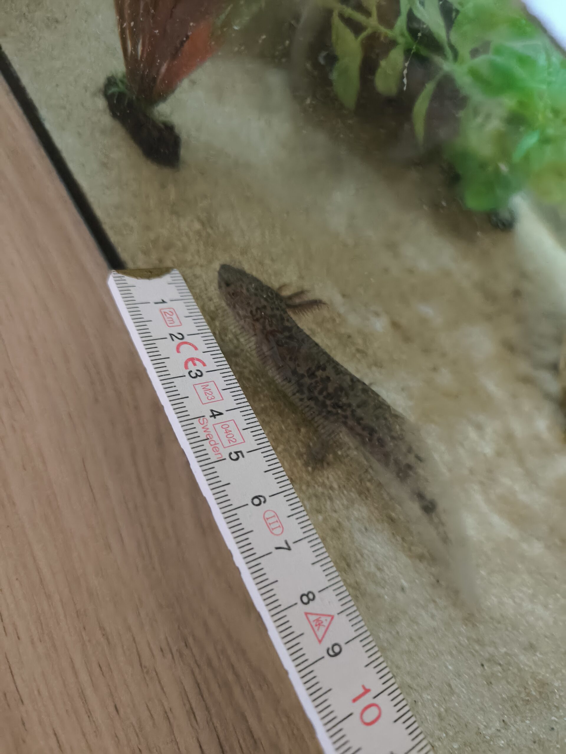 Axolotl Jungtiere Wildlinge