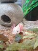 Axolotl hell und mit schwarz
